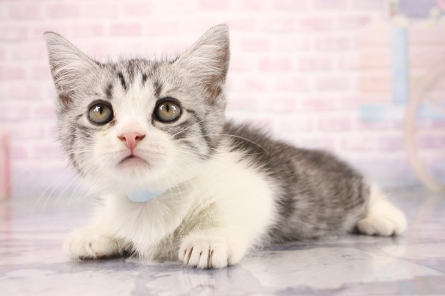 大阪府のマンチカン (Coo&RIKU天王寺店/2026年6月25日生まれ/男の子/シルバータビーホワイト)の子猫の3枚目の画像
