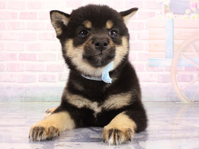 兵庫県の豆柴 (Coo&RIKU姫路店/2026年6月30日生まれ/男の子/黒)の子犬の1枚目の画像