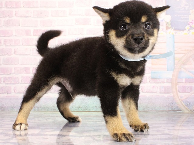 兵庫県の豆柴 (Coo&RIKU姫路店/2026年6月30日生まれ/男の子/黒)の子犬の2枚目の画像