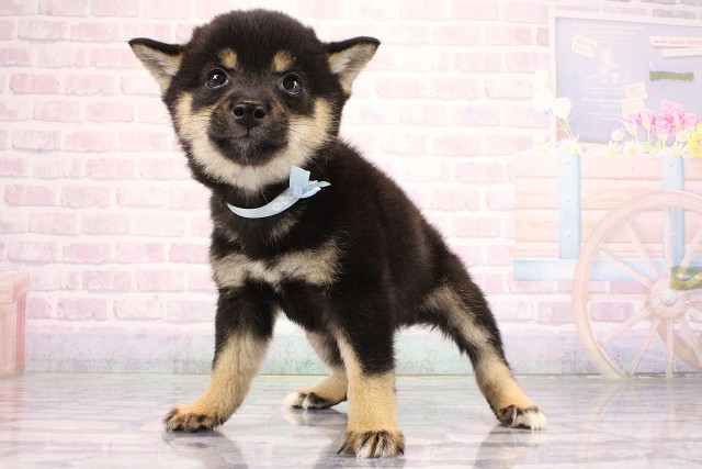 兵庫県の豆柴 (Coo&RIKU姫路店/2026年6月30日生まれ/男の子/黒)の子犬の3枚目の画像