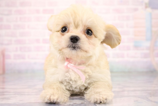 大阪府のチワプー/プーチー(チワワ×プードル) (Coo&RIKU天王寺店/2026年7月2日生まれ/女の子/クリーム)の子犬の1枚目の画像