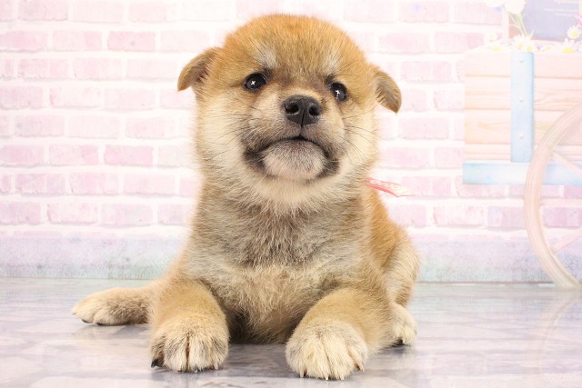 大阪府の柴犬(標準サイズ) (Coo&RIKU寝屋川店/2026年7月2日生まれ/女の子/赤)の子犬の1枚目の画像