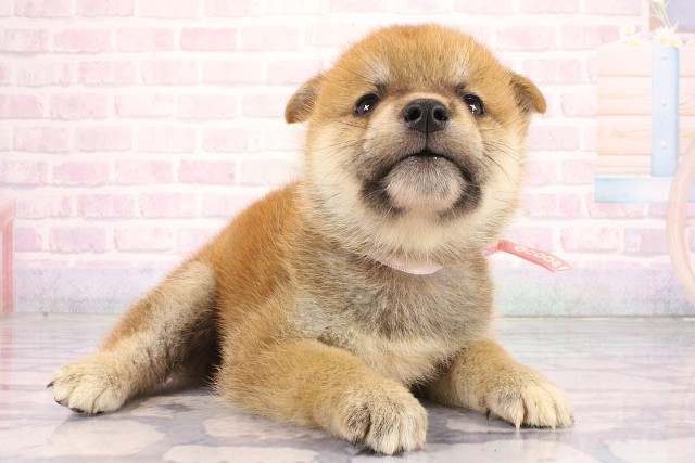 大阪府の柴犬(標準サイズ) (Coo&RIKU寝屋川店/2026年7月2日生まれ/女の子/赤)の子犬の2枚目の画像