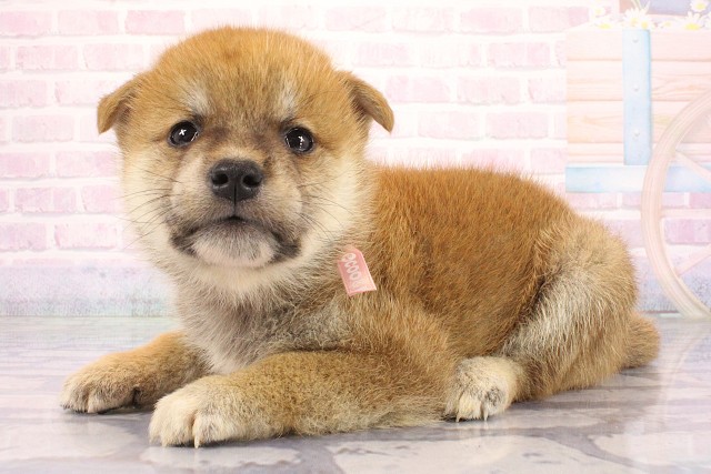 大阪府の柴犬(標準サイズ) (Coo&RIKU寝屋川店/2026年7月2日生まれ/女の子/赤)の子犬の3枚目の画像