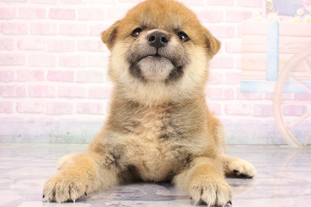 兵庫県の柴犬(標準サイズ) (Coo&RIKU姫路店/2026年7月2日生まれ/女の子/赤)の子犬の1枚目の画像