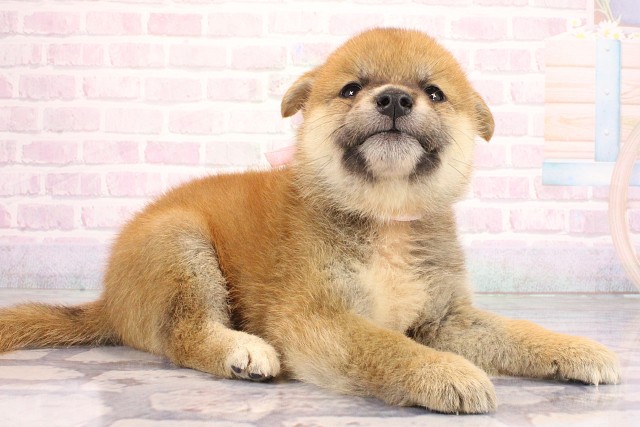 兵庫県の柴犬(標準サイズ) (Coo&RIKU姫路店/2026年7月2日生まれ/女の子/赤)の子犬の2枚目の画像
