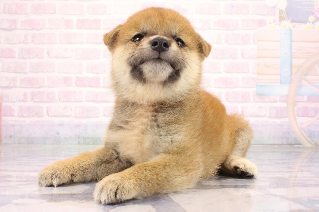 兵庫県の柴犬(標準サイズ) (Coo&RIKU姫路店/2026年7月2日生まれ/女の子/赤)の子犬の3枚目の画像