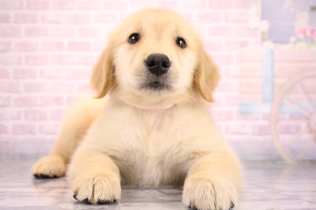 兵庫県のゴールデンレトリバー (Coo&RIKU姫路店/2026年6月26日生まれ/女の子/ゴールデン)の子犬の1枚目の画像