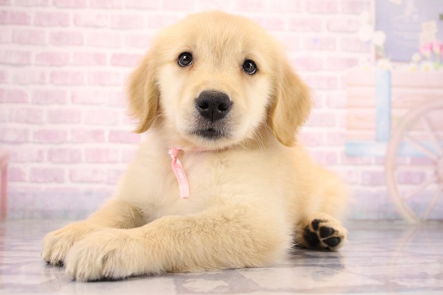 兵庫県のゴールデンレトリバー (Coo&RIKU姫路店/2026年6月26日生まれ/女の子/ゴールデン)の子犬の3枚目の画像