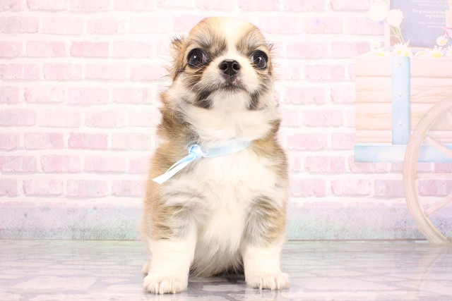 兵庫県のチワワ(ロング) (Coo&RIKU神戸三宮店/2026年7月2日生まれ/男の子/フォーンホワイト)の子犬の1枚目の画像