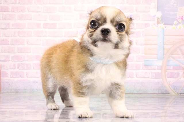 兵庫県のチワワ(ロング) (Coo&RIKU神戸三宮店/2026年7月2日生まれ/男の子/フォーンホワイト)の子犬の2枚目の画像