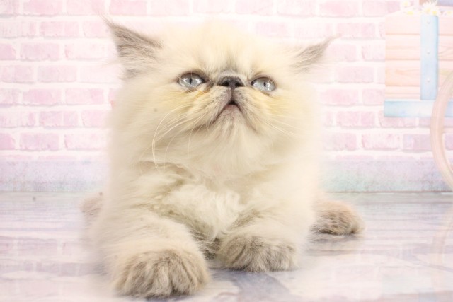 大阪府のヒマラヤン (Coo&RIKU寝屋川店/2026年7月1日生まれ/男の子/ブルーポイント)の子猫の1枚目の画像