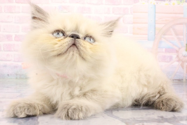 大阪府のヒマラヤン (Coo&RIKU寝屋川店/2026年7月1日生まれ/男の子/ブルーポイント)の子猫の2枚目の画像