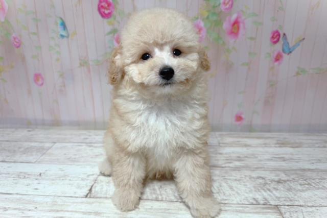 北海道のトイプードル(トイ) (Coo&RIKU帯広店/2026年6月30日生まれ/男の子/アプリコット)の子犬の1枚目の画像