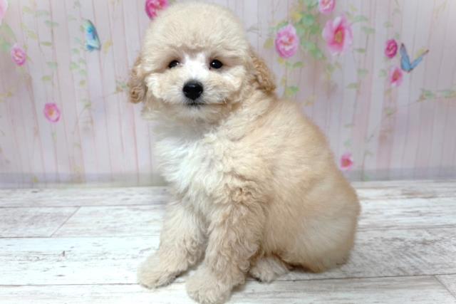 北海道のトイプードル(トイ) (Coo&RIKU帯広店/2026年6月30日生まれ/男の子/アプリコット)の子犬の2枚目の画像