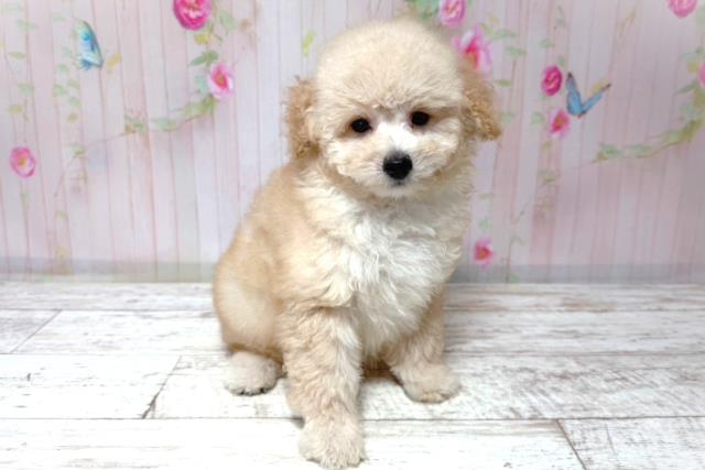 北海道のトイプードル(トイ) (Coo&RIKU帯広店/2026年6月30日生まれ/男の子/アプリコット)の子犬の3枚目の画像
