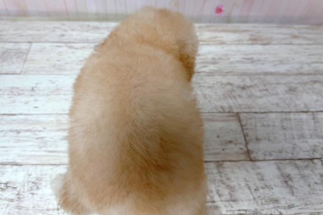 北海道のトイプードル(トイ) (Coo&RIKU帯広店/2026年6月30日生まれ/男の子/アプリコット)の子犬の4枚目の画像