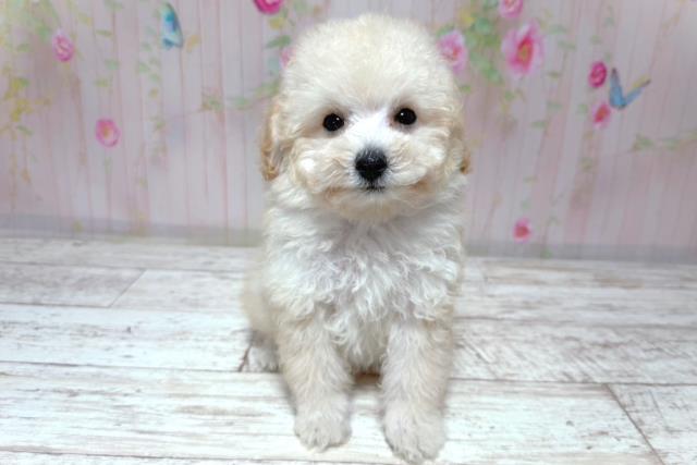茨城県のトイプードル(トイ) (Coo&RIKU日立店/2026年6月30日生まれ/女の子/アプリコット)の子犬の1枚目の画像