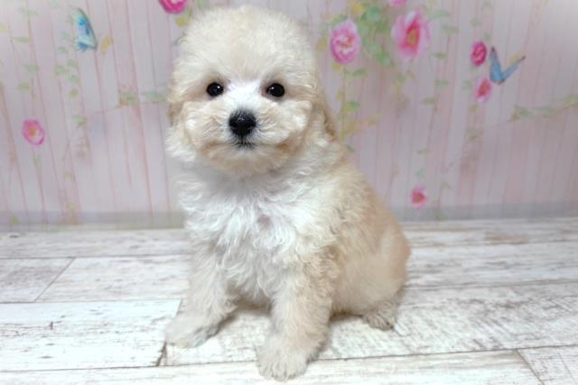 茨城県のトイプードル(トイ) (Coo&RIKU日立店/2026年6月30日生まれ/女の子/アプリコット)の子犬の2枚目の画像