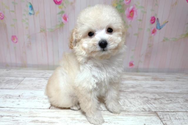 茨城県のトイプードル(トイ) (Coo&RIKU日立店/2026年6月30日生まれ/女の子/アプリコット)の子犬の3枚目の画像