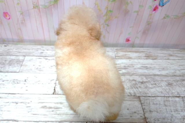 茨城県のトイプードル(トイ) (Coo&RIKU日立店/2026年6月30日生まれ/女の子/アプリコット)の子犬の4枚目の画像