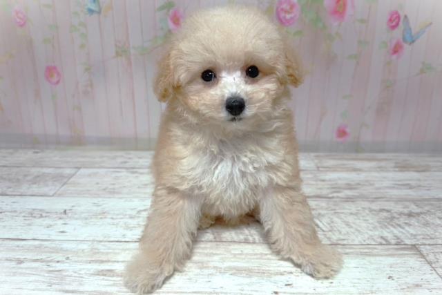 埼玉県のトイプードル(トイ) (Coo&RIKU大宮店/2026年6月30日生まれ/女の子/アプリコット)の子犬の1枚目の画像