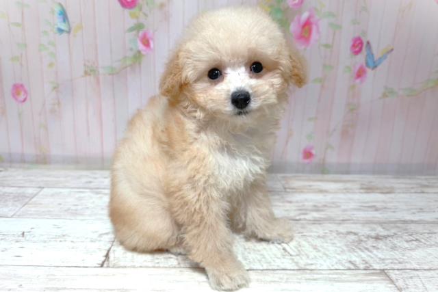 埼玉県のトイプードル(トイ) (Coo&RIKU大宮店/2026年6月30日生まれ/女の子/アプリコット)の子犬の2枚目の画像