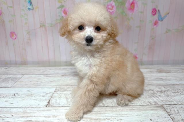 埼玉県のトイプードル(トイ) (Coo&RIKU大宮店/2026年6月30日生まれ/女の子/アプリコット)の子犬の3枚目の画像