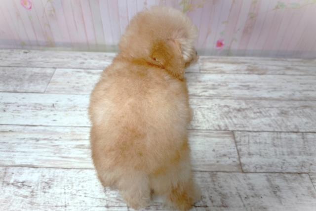 埼玉県のトイプードル(トイ) (Coo&RIKU大宮店/2026年6月30日生まれ/女の子/アプリコット)の子犬の4枚目の画像