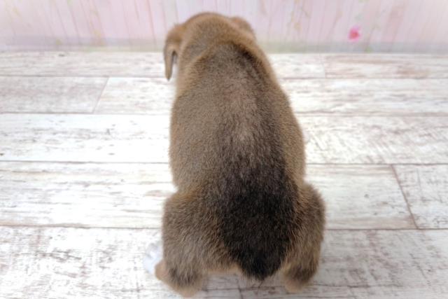 栃木県のウェルシュコーギーペンブローク (Coo&RIKU宇都宮店/2026年7月3日生まれ/男の子/セーブルホワイト)の子犬の4枚目の画像