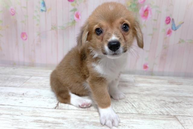 埼玉県のウェルシュコーギーペンブローク (Coo&RIKU川越店/2026年7月3日生まれ/男の子/セーブルホワイト)の子犬の3枚目の画像