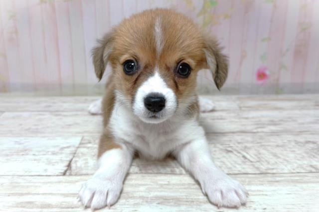 埼玉県のウェルシュコーギーペンブローク (Coo&RIKU春日部店/2026年7月3日生まれ/女の子/セーブルホワイト)の子犬の1枚目の画像