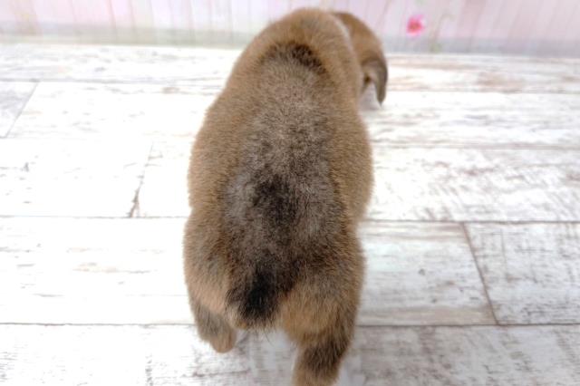 埼玉県のウェルシュコーギーペンブローク (Coo&RIKU春日部店/2026年7月3日生まれ/女の子/セーブルホワイト)の子犬の4枚目の画像