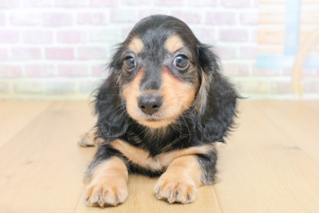 東京都のカニンヘンダックスフンド(ロング) (Coo&RIKU府中店/2026年6月29日生まれ/男の子/ブラックタン)の子犬の1枚目の画像