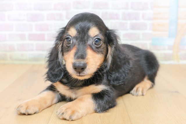 東京都のカニンヘンダックスフンド(ロング) (Coo&RIKU府中店/2026年6月29日生まれ/男の子/ブラックタン)の子犬の2枚目の画像