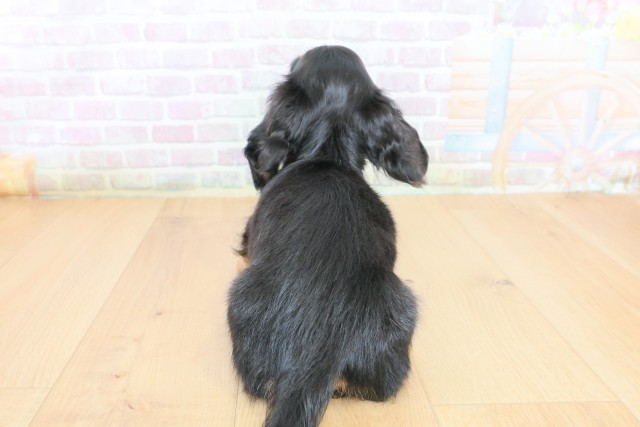 東京都のカニンヘンダックスフンド(ロング) (Coo&RIKU府中店/2026年6月29日生まれ/男の子/ブラックタン)の子犬の4枚目の画像