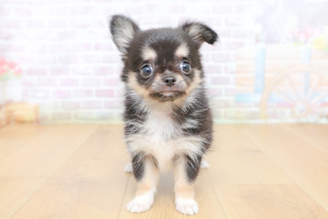 東京都のチワワ(ロング) (Coo&RIKU立川店/2026年6月29日生まれ/女の子/ブラックタン)の子犬の1枚目の画像