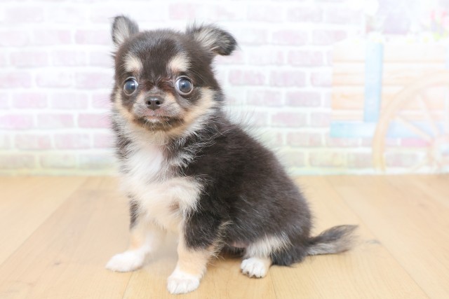 東京都のチワワ(ロング) (Coo&RIKU立川店/2026年6月29日生まれ/女の子/ブラックタン)の子犬の2枚目の画像