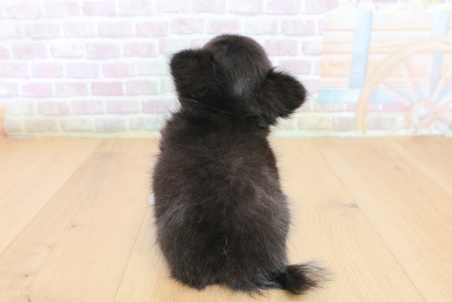 東京都のチワワ(ロング) (Coo&RIKU立川店/2026年6月29日生まれ/女の子/ブラックタン)の子犬の4枚目の画像
