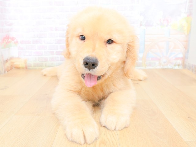 東京都のゴールデンレトリバー (Coo&RIKU八王子西店/2026年6月30日生まれ/男の子/ゴールド)の子犬の1枚目の画像