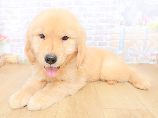 東京都のゴールデンレトリバー (Coo&RIKU八王子西店/2026年6月30日生まれ/男の子/ゴールド)の子犬の2枚目の画像