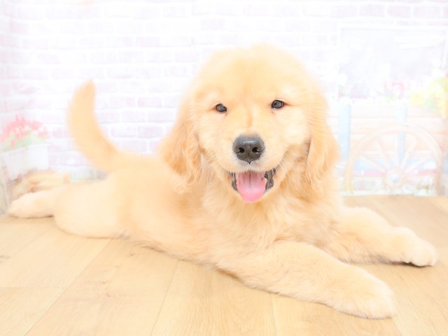 東京都のゴールデンレトリバー (Coo&RIKU八王子西店/2026年6月30日生まれ/男の子/ゴールド)の子犬の3枚目の画像