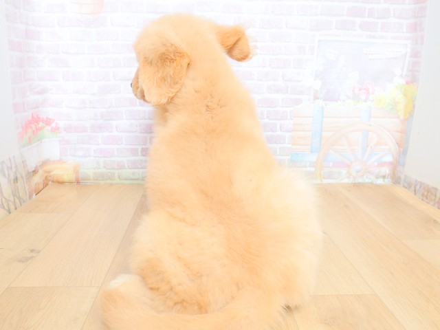 東京都のゴールデンレトリバー (Coo&RIKU八王子西店/2026年6月30日生まれ/男の子/ゴールド)の子犬の4枚目の画像