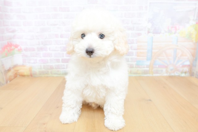 茨城県のトイプードル(トイ) (Coo&RIKU日立店/2026年7月3日生まれ/男の子/ホワイト)の子犬の1枚目の画像