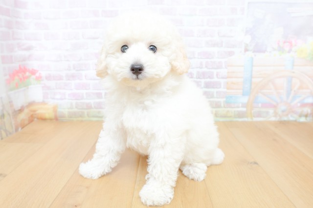 茨城県のトイプードル(トイ) (Coo&RIKU日立店/2026年7月3日生まれ/男の子/ホワイト)の子犬の2枚目の画像