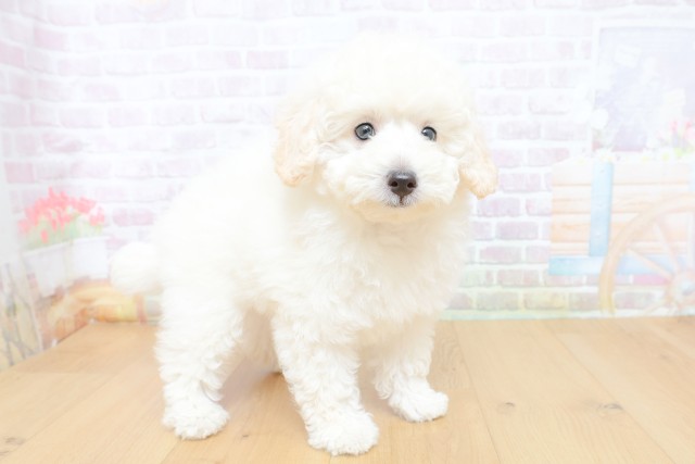 茨城県のトイプードル(トイ) (Coo&RIKU日立店/2026年7月3日生まれ/男の子/ホワイト)の子犬の3枚目の画像