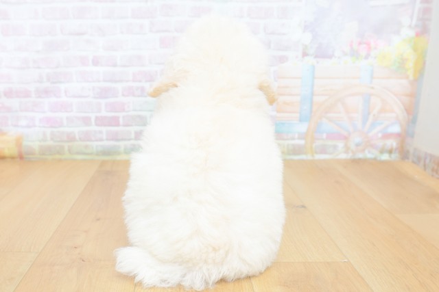 茨城県のトイプードル(トイ) (Coo&RIKU日立店/2026年7月3日生まれ/男の子/ホワイト)の子犬の4枚目の画像