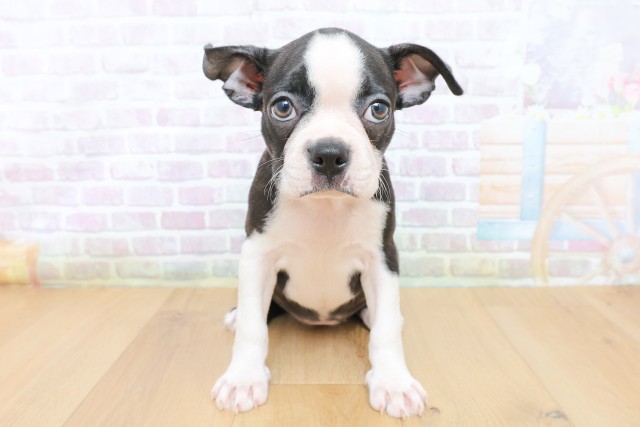 宮城県のボストンテリア (Coo&RIKU石巻店/2026年7月4日生まれ/女の子/ブリンドルホワイト)の子犬の1枚目の画像
