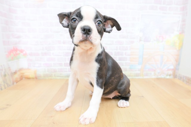 宮城県のボストンテリア (Coo&RIKU石巻店/2026年7月4日生まれ/女の子/ブリンドルホワイト)の子犬の2枚目の画像