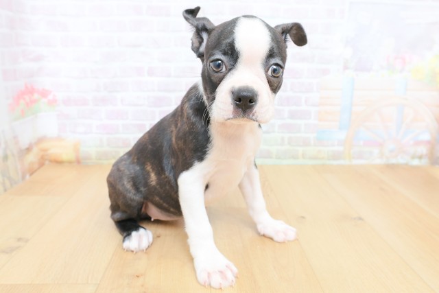 宮城県のボストンテリア (Coo&RIKU石巻店/2026年7月4日生まれ/女の子/ブリンドルホワイト)の子犬の3枚目の画像